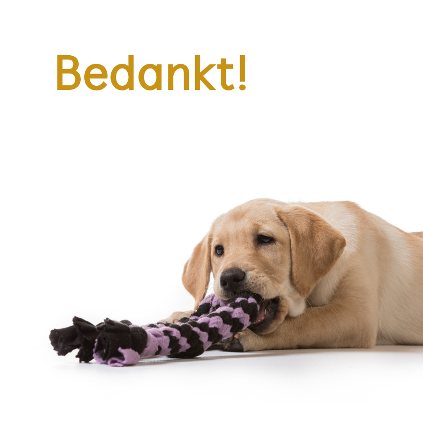 Bedankkaartjes - KNGF bedankkaartje met hond en touw