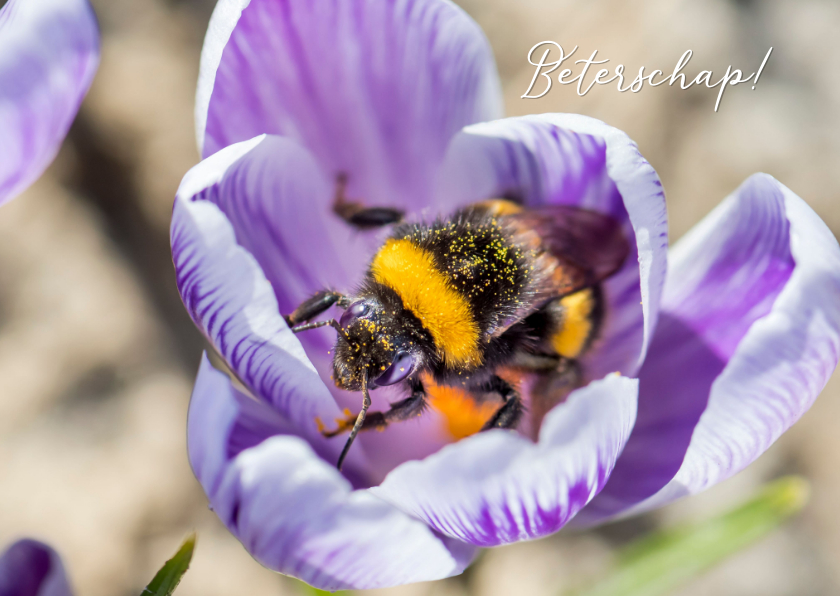 Beterschapskaarten - Beterschapskaart met bloem en grote hommel