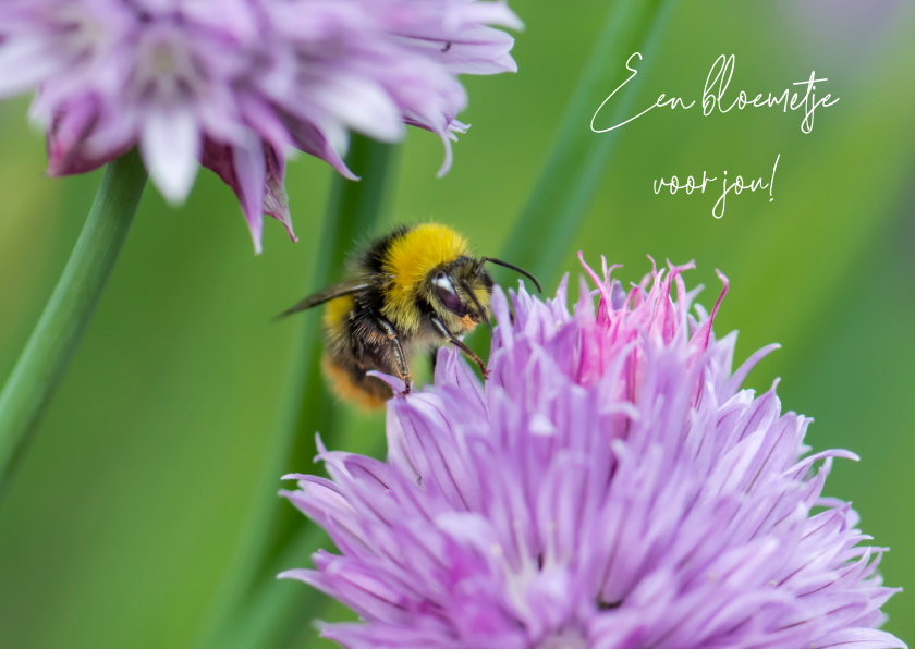 Beterschapskaarten - Beterschapskaart met mooie bloem en gekleurde bij