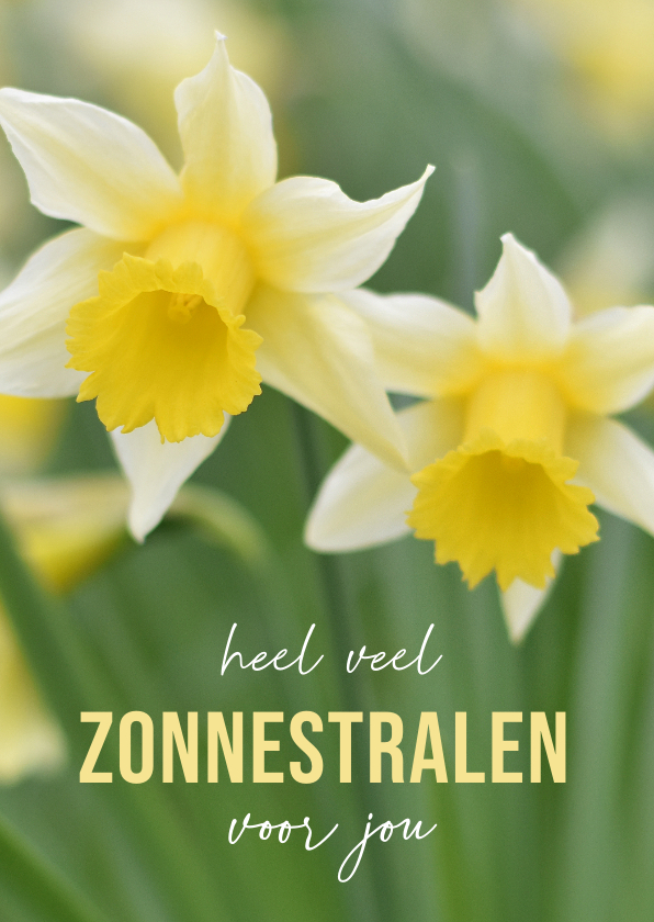 Beterschapskaarten - Lente beterschapskaart met zonnestralen en narcissen foto