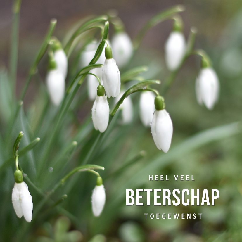 Beterschapskaarten - Moderne beterschapskaart met natuur foto van sneeuwklokjes