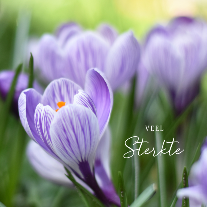 Condoleancekaarten - Stijlvolle condoleancekaart lente met foto van krokussen