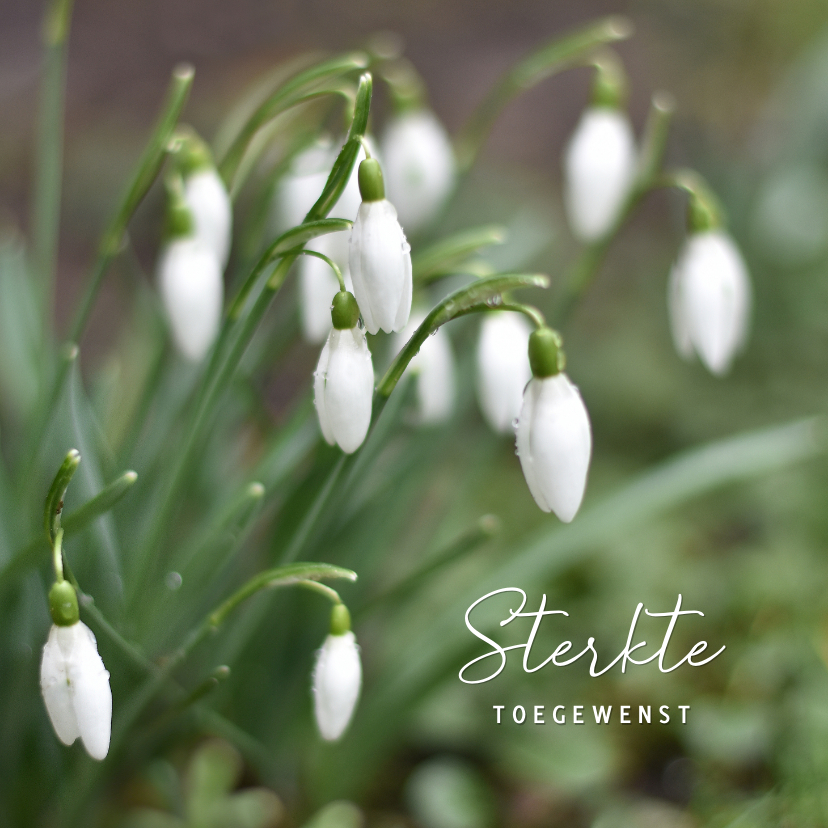 Condoleancekaarten - Verstilde condoleancekaart met natuur foto van sneeuwklokjes