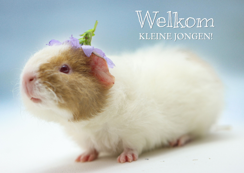 Felicitatiekaarten - Felicitatie kaart met cavia voor de geboorte van een jongen