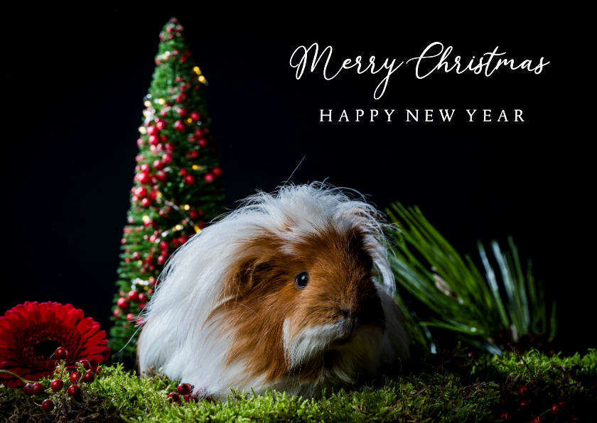 Kerstkaarten - Cavia kerstkaart