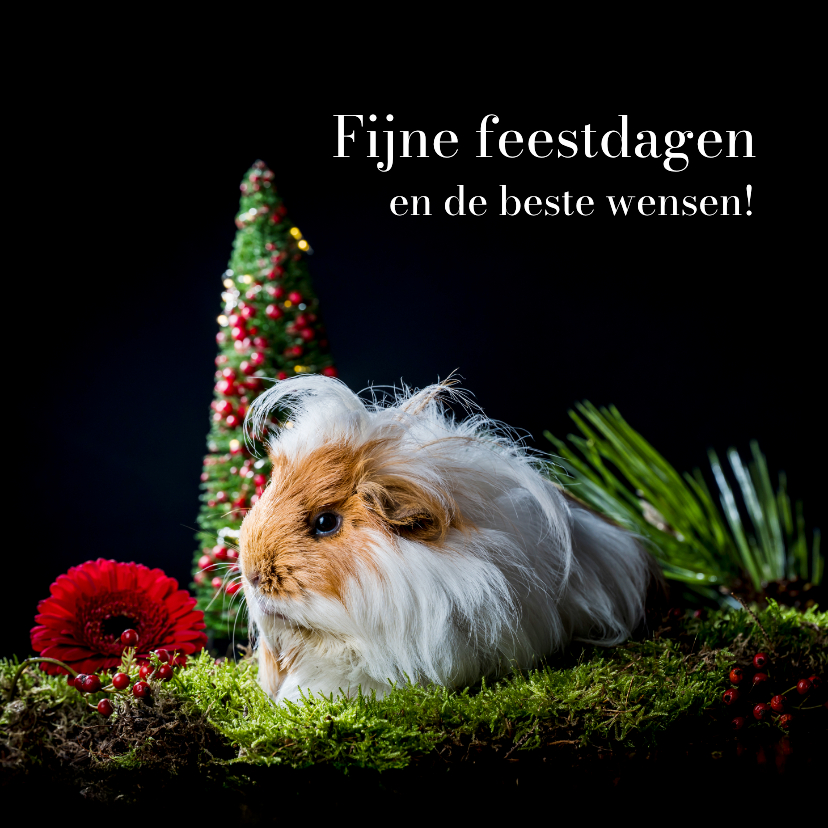 Kerstkaarten - Kerstkaart met langharige cavia kerst