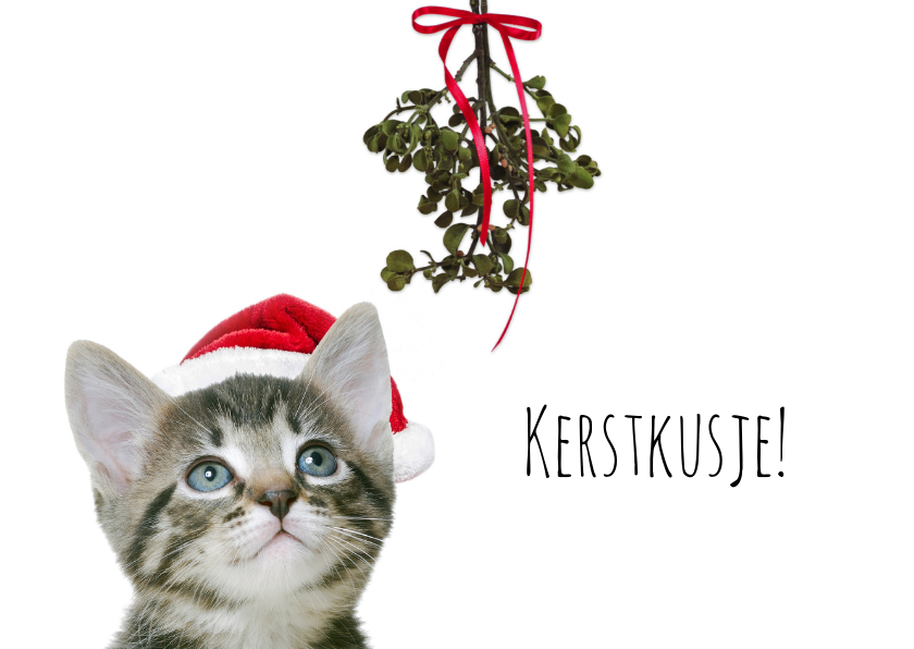 Kerstkaarten - Poesje onder maretak-isf