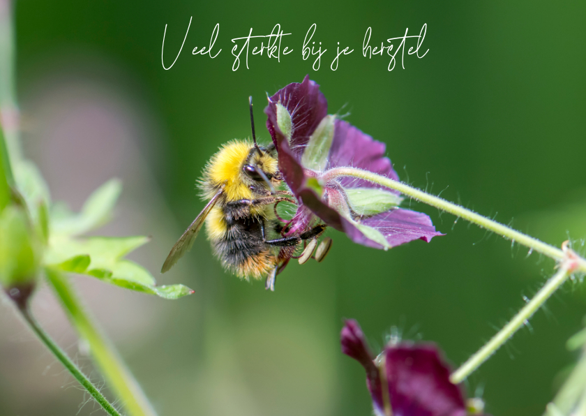 Sterkte kaarten - Dierenkaart, fleurige bloemen en gestreepte hommel