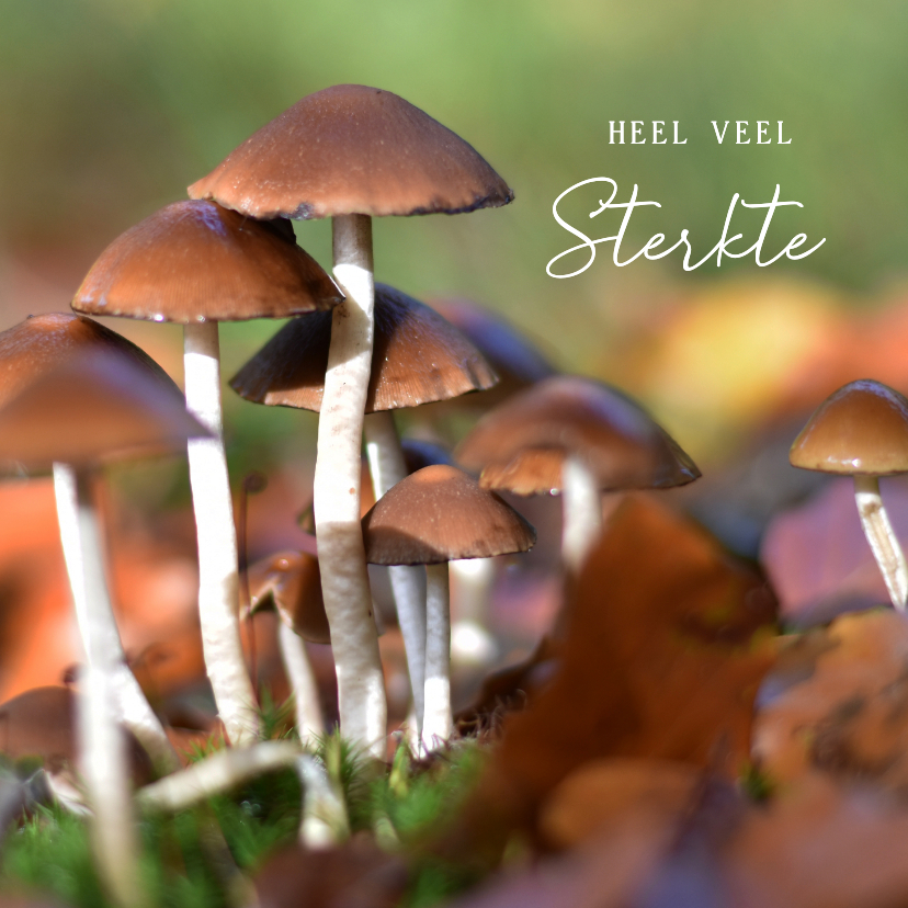 Sterkte kaarten - Herfst sterkte kaart met natuur foto van paddestoelen