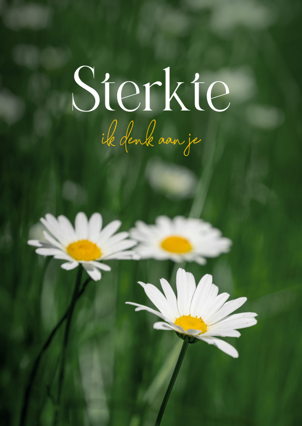 Sterkte kaarten - Sterkte kaart margrietjes bloemen ik denk aan je 