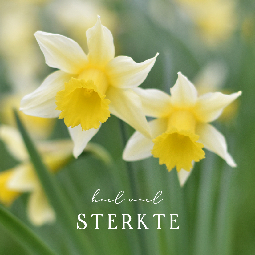 Sterkte kaarten - Zonnige sterkte kaart met natuur foto van bloeiende narcis