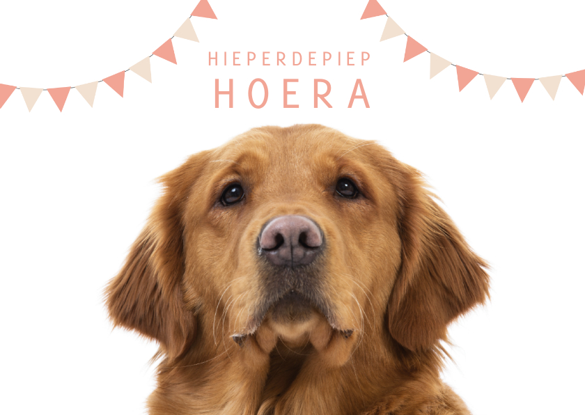 Verjaardagskaarten - KNGF geleidehond verjaardagskaart hieperdepiep hoera