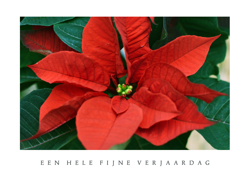 Verjaardagskaarten - Moderne verjaardagskaart met natuurfoto van kerstster plant