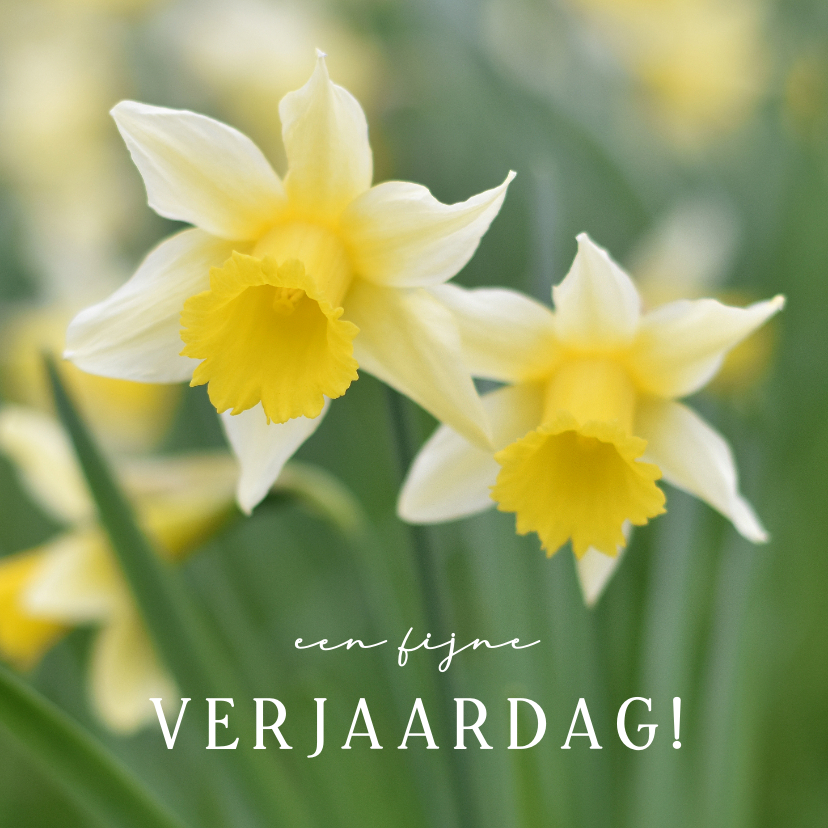 Verjaardagskaarten - Verjaardagskaart lente - met bloeiende narcissen