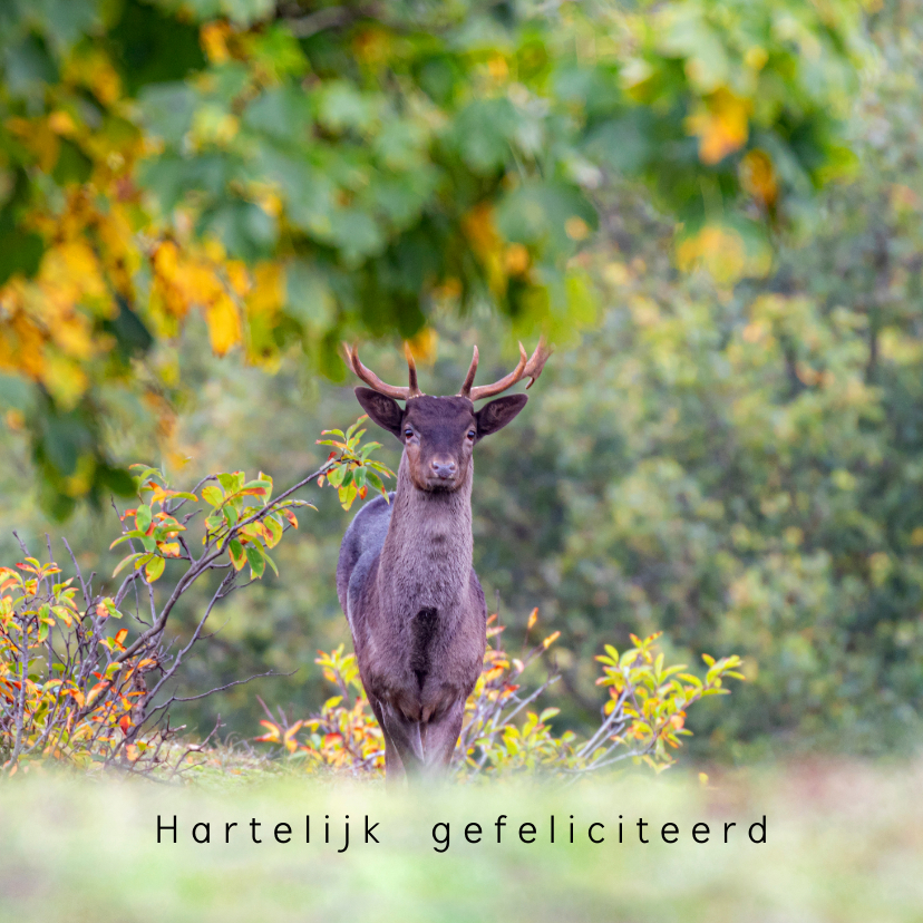 Verjaardagskaarten - Verjaardagskaart mannetjes hert in de herfst