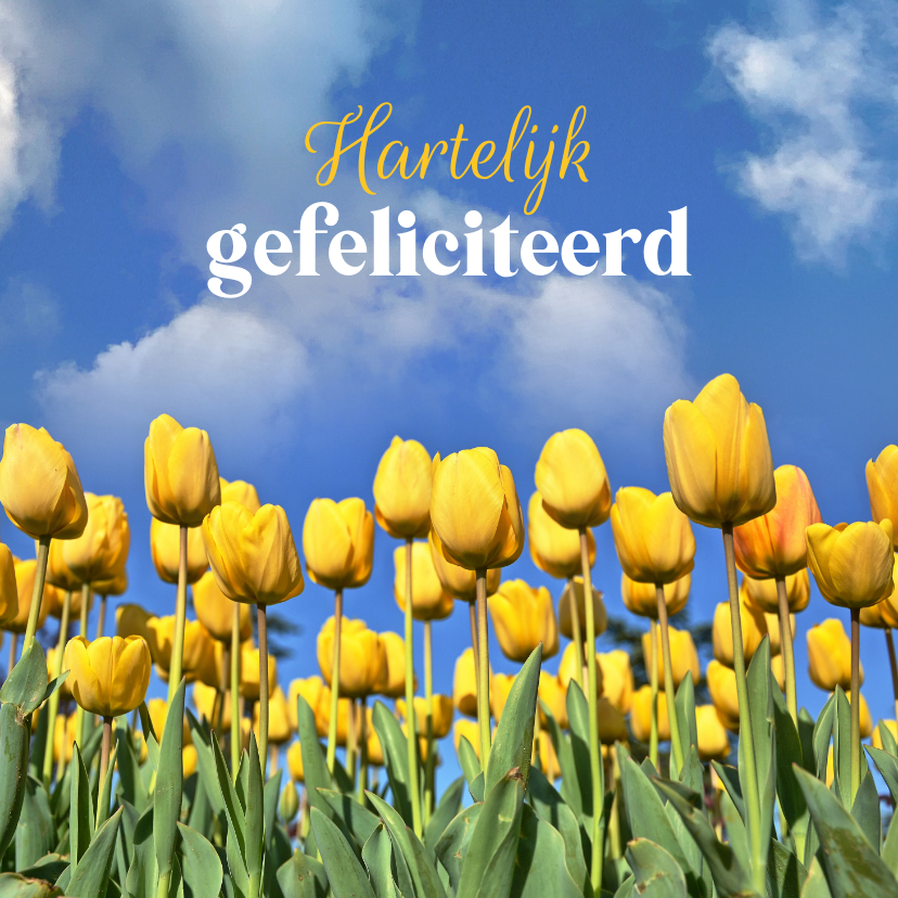 Verjaardagskaarten - Verjaardagskaart tulpen veld geel blauw gefeliciteerd