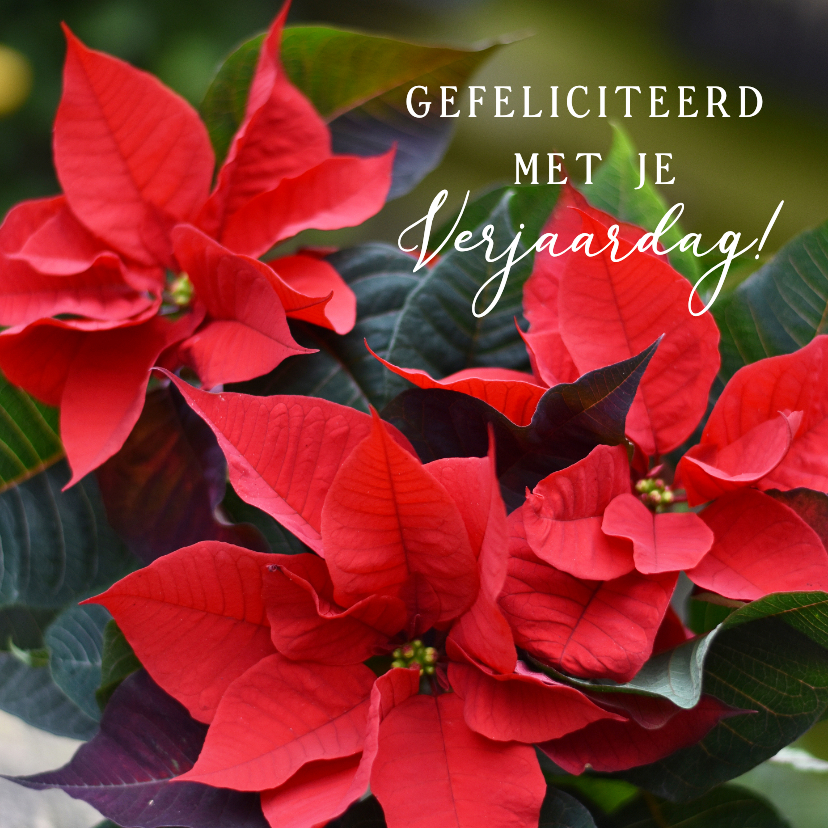 Verjaardagskaarten - Vierkante verjaardagskaart met foto van Poinsettia plant 