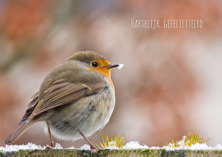 Verjaardagskaarten - Winterroodborst in de sneeuw