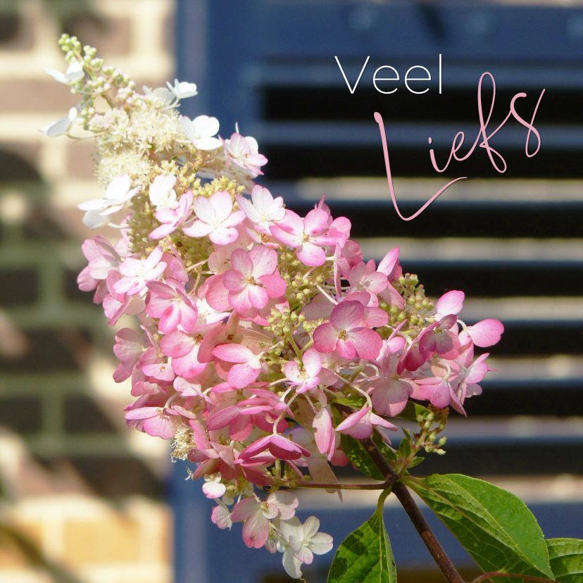 Wenskaarten - Bloemenkaart hortensia in de tuin