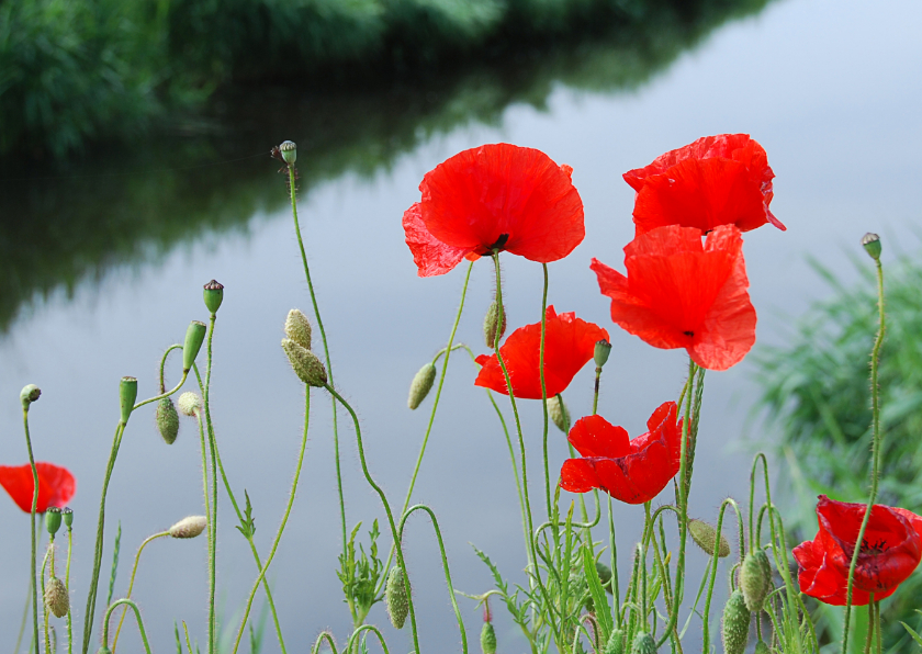 Wenskaarten - Bloemenkaart klaprozen waterkant