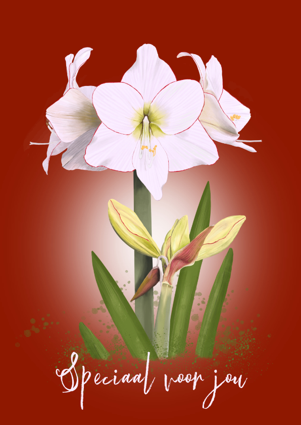 Wenskaarten - Bloemenkaart witte Amaryllis