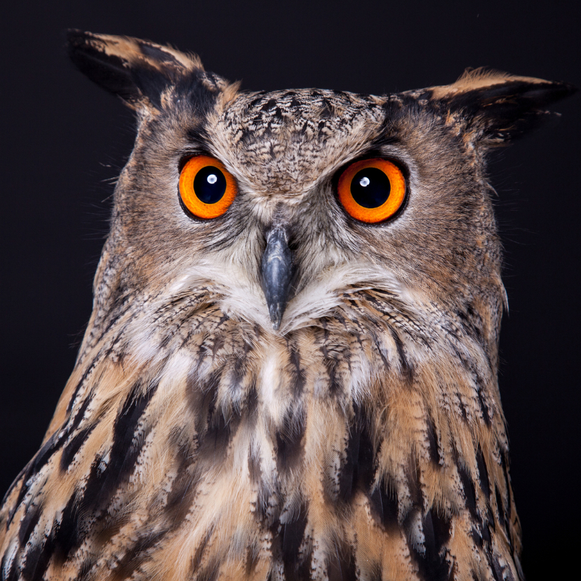 Wenskaarten - Dieren kaart - Uil - Oehoe