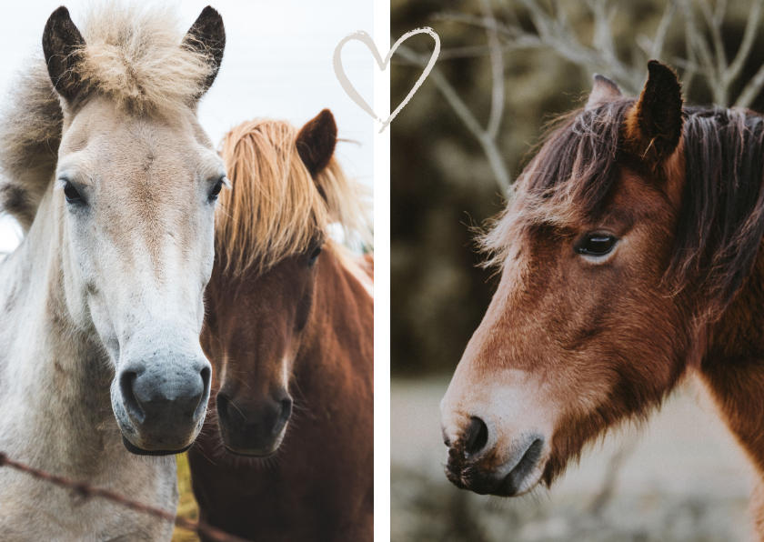 Wenskaarten - Dierenkaart met 2 foto's 