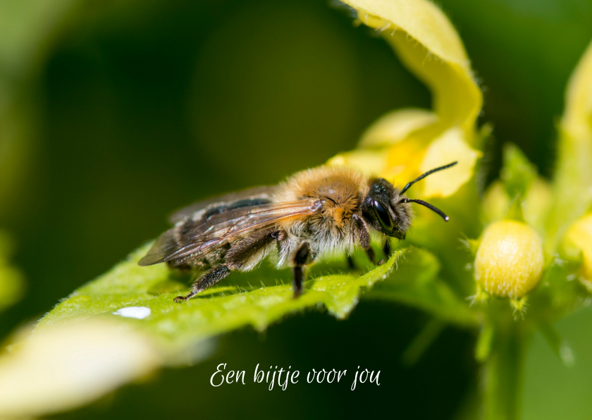 Wenskaarten - Dierenkaart met bijtje op gele bloemen