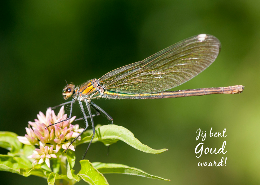 Wenskaarten - Dierenkaart met schitterende gouden libelle