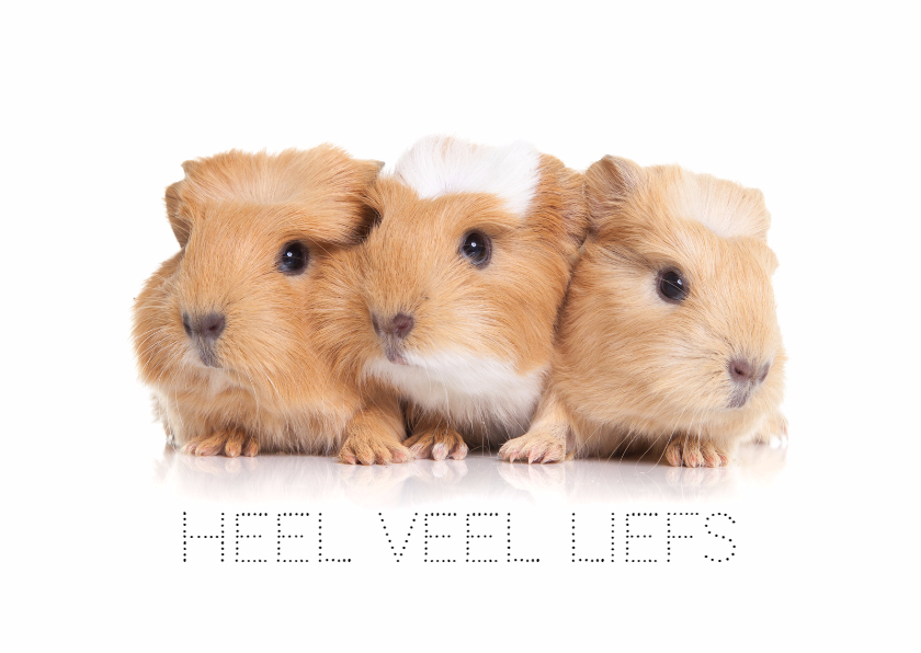 Wenskaarten - Dierenkaart veel liefs van cavia's