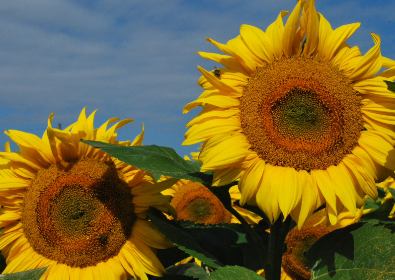 Wenskaarten - Fotokaart Zonnebloemen