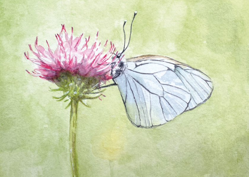 Wenskaarten - Kunstkaart witte vlinder op distel in aquarel