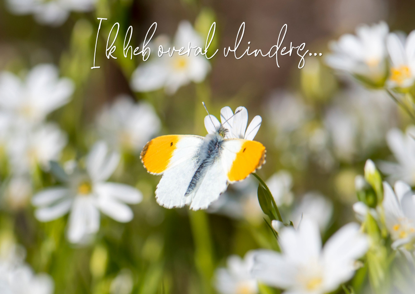 Wenskaarten - Liefde kaart met een prachtige vlinder op witte bloemen