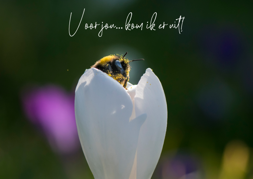 Wenskaarten - Liefde kaart met witte bloem en een mooie bij