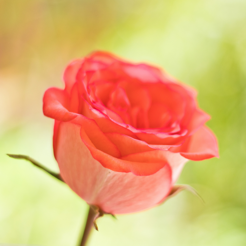 Wenskaarten - Moederdag kaart met een roze roos op een groene chtergrond