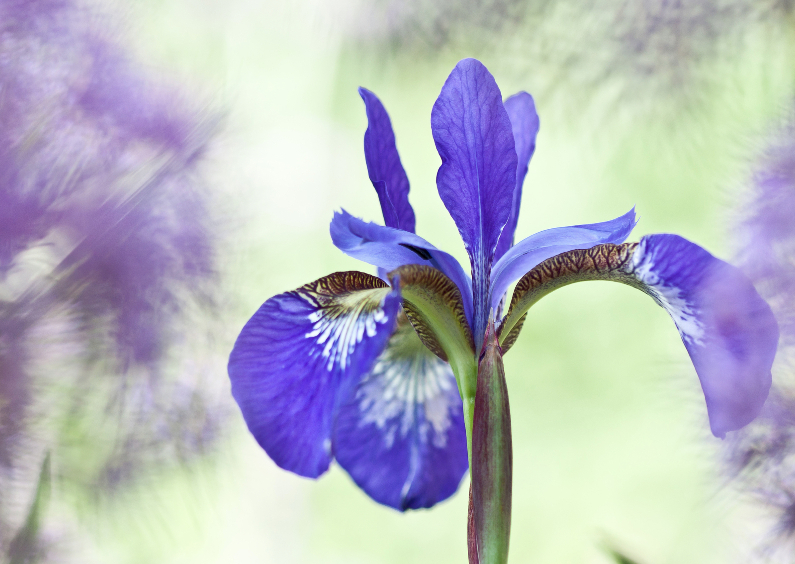 Wenskaarten - Verscholen Iris