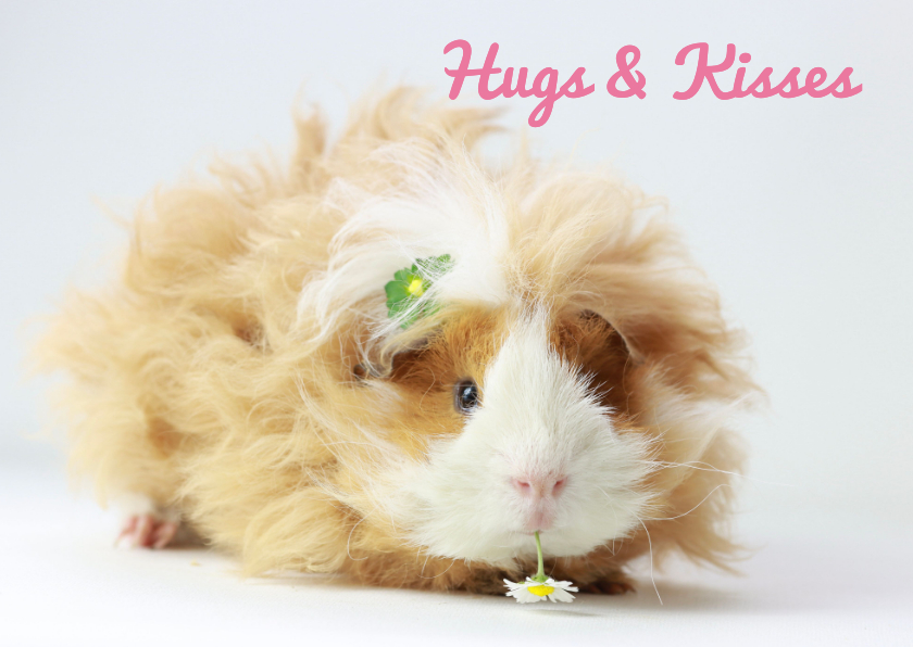 Wenskaarten - Wenskaart cavia hugs & kisses