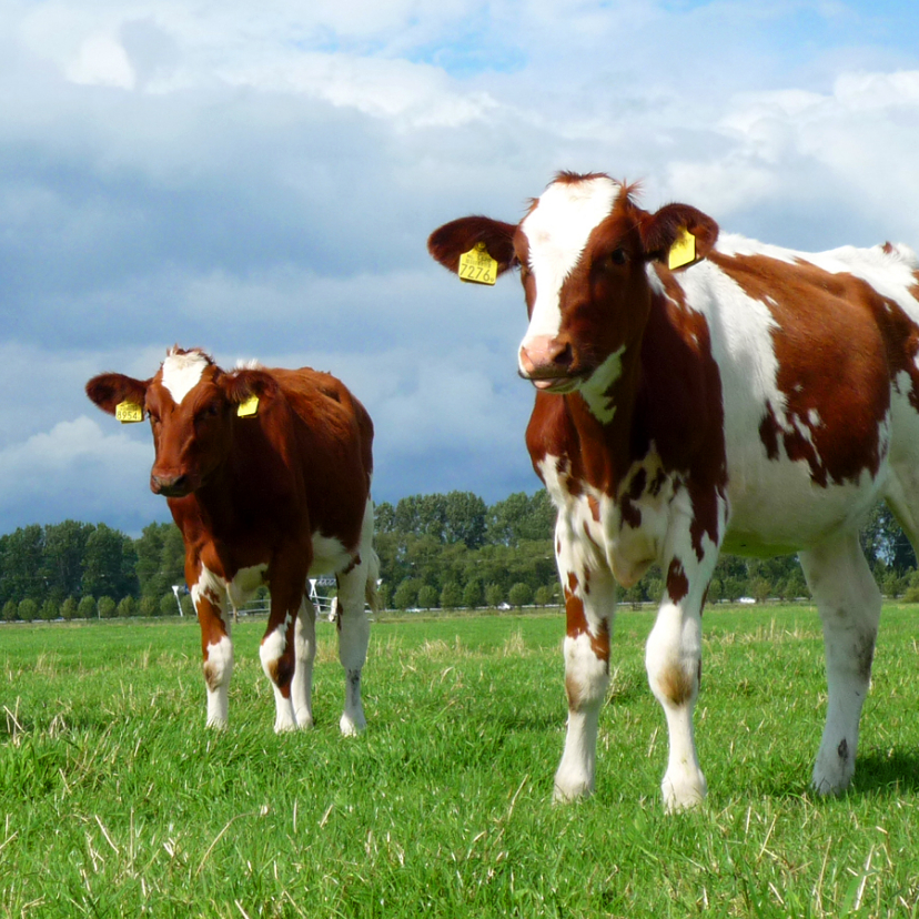 Wenskaarten - Wenskaart dierenkaart koeien - bruin 