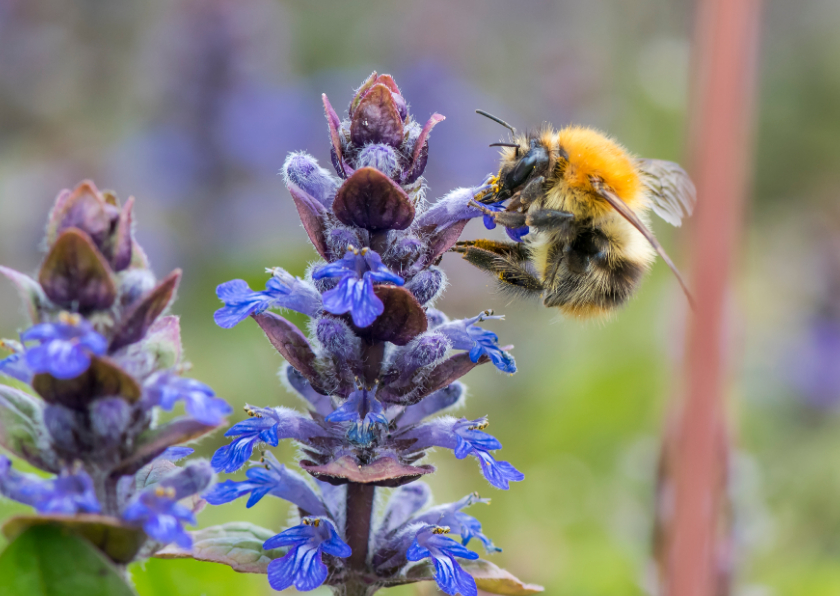 Wenskaarten - Wenskaart foto van paarse bloemen en een oranje hommel