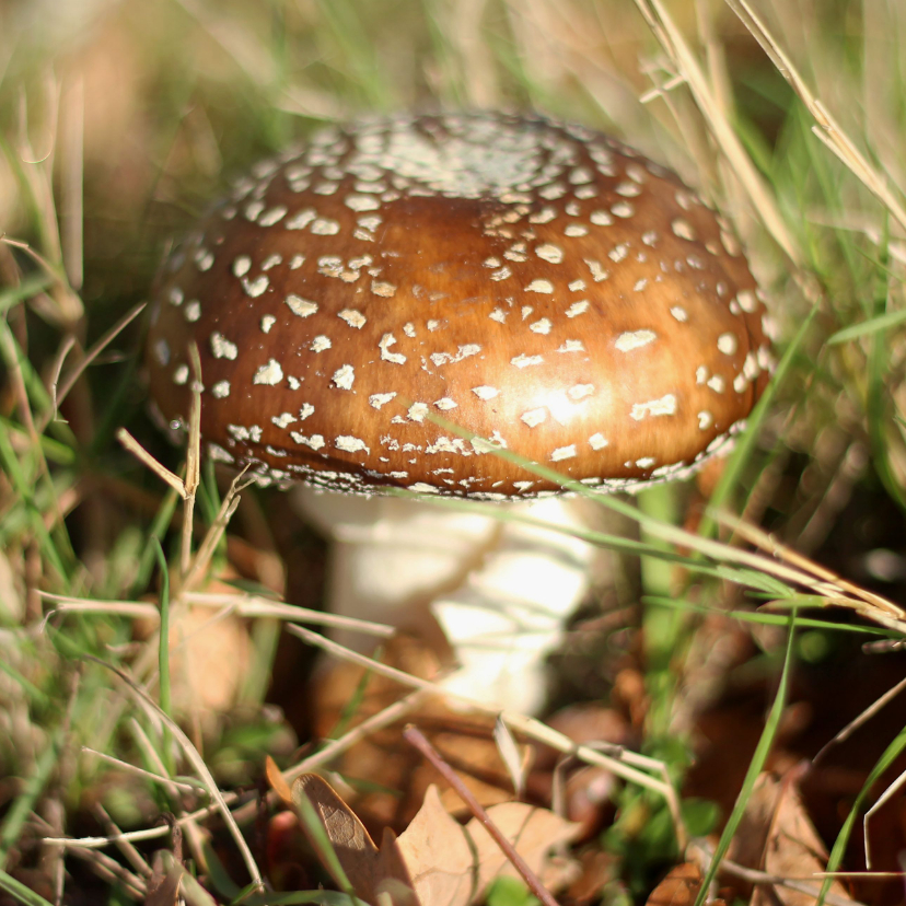 Wenskaarten - Wenskaartje natuurfoto paddestoel zonder tekst