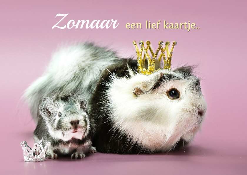 Wenskaarten - Zomaar een lieve groet met schattige cavia.